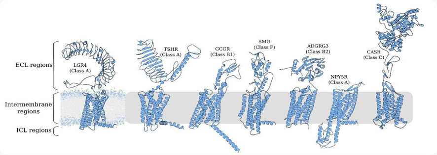 📸 The image shows a comparative representation of GPCR structures across different classes (Class A, B1, B2, C, and F), highlighting the diversity in extracellular loops (ECL regions), intramembrane regions, and intracellular loops (ICL regions).