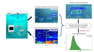 Overview of the methodological framework for automated fish weight estimation using the proposed DL-based stereo vision system.