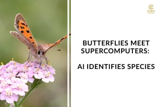 Small Copper butterfly sitting on a pink flower