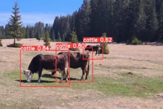 cattle beeing tracked by visual AI
