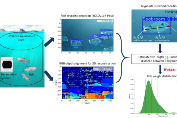 Overview of the methodological framework for automated fish weight estimation using the proposed DL-based stereo vision system.